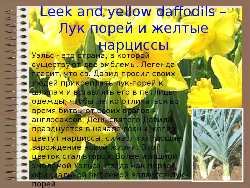 Leek and yellow daffodils – Лук порей и желтые нарциссы