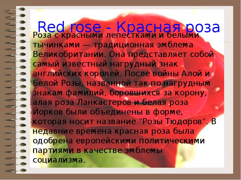 Red rose - Красная роза