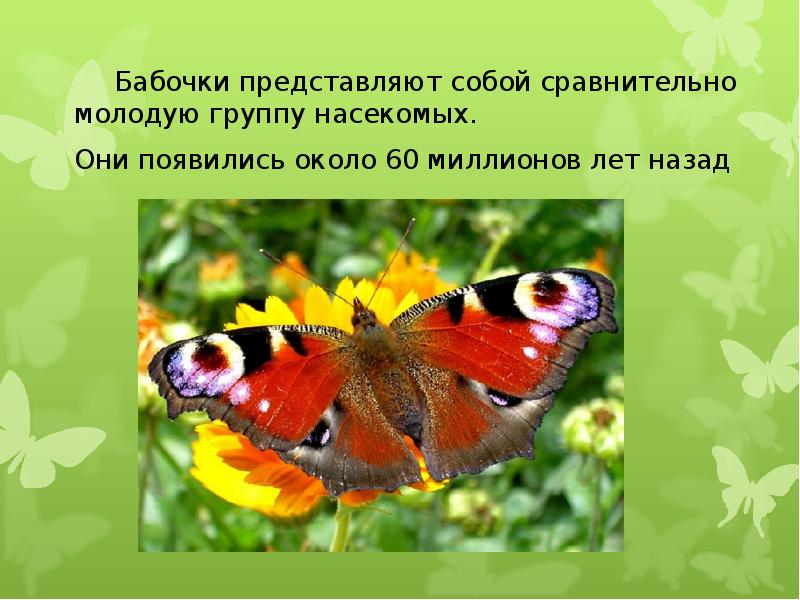 Группа насекомые бабочка. Бабочки для презентации. Презентация на тему бабочки. Слайды бабочки. Бабочки для презентации для детей.
