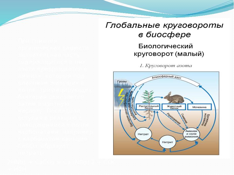 Круговорот азота презентация