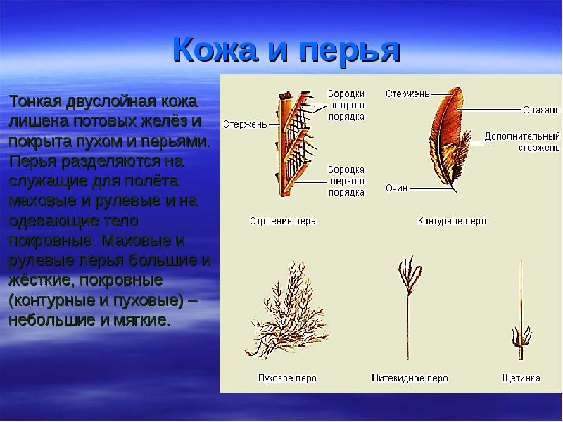 Кожа птиц. Кожные железы у птиц. Потовые железы у птиц. Покровное перо.