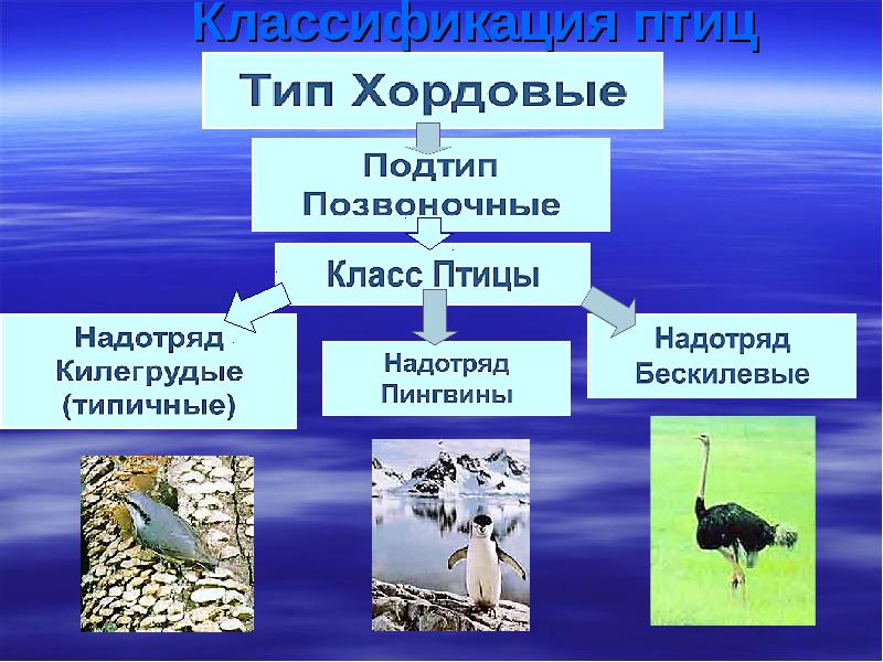 Примеры животных класса птицы. Классификация птиц. Класс птицы систематика. Класс птицы представители. Класс птицы общая характеристика.