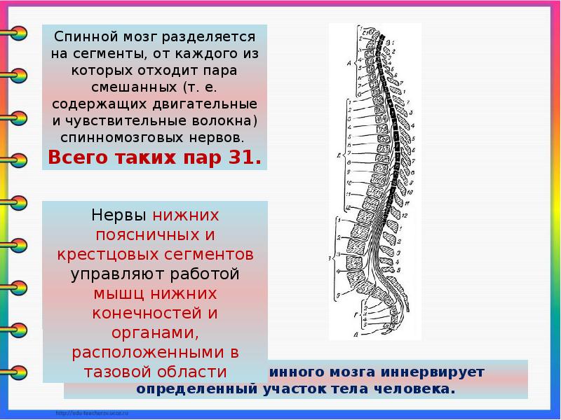 Строение нервной системы спинной мозг 8 класс презентация