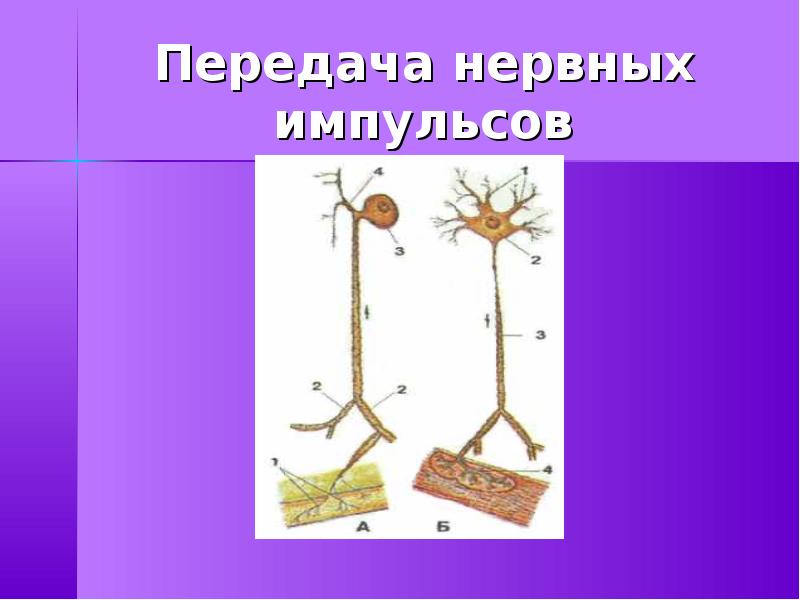 Передача нервного импульса. Нервная передача. Роль передачи нервных импульсов в функционировании нервной системы.. Нервный Импульс это в биологии 8 класс.