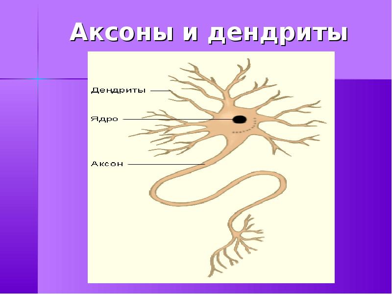 Дендрит и аксон рисунок