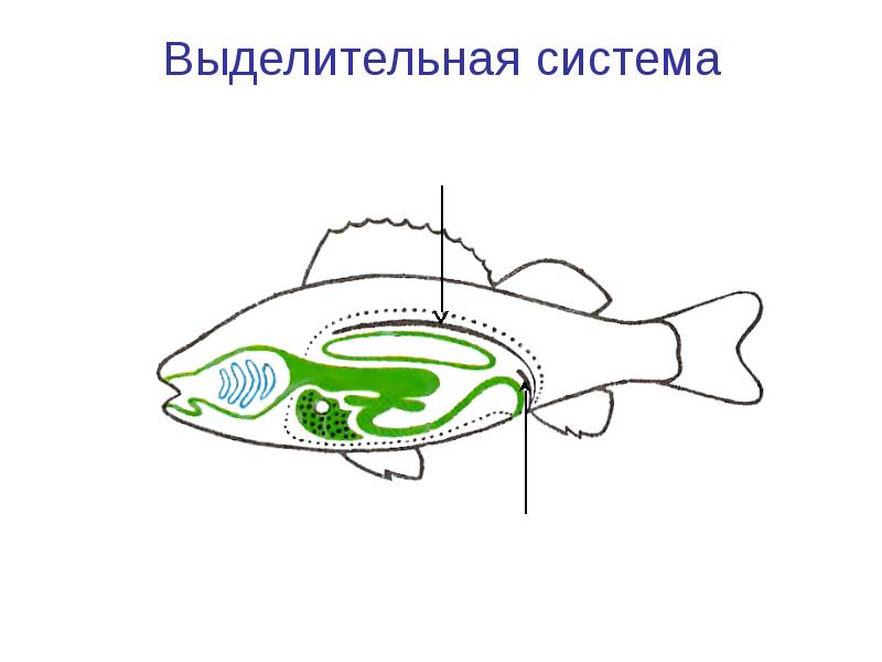 Пищеварительная система рыб схема