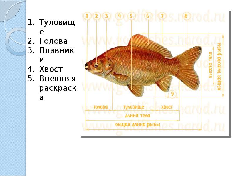 Поэтапное рисование рыбки – презентация, 1 класс изо