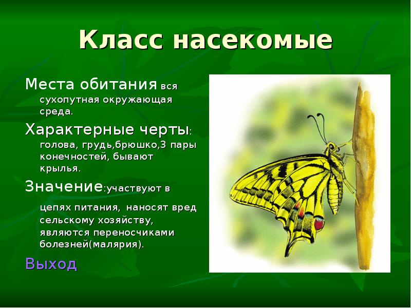 Насекомые среда обитания. Класс насекомые. Среда обитания насекомых. Местообитание насекомых. Класс насекомые среда обитания.