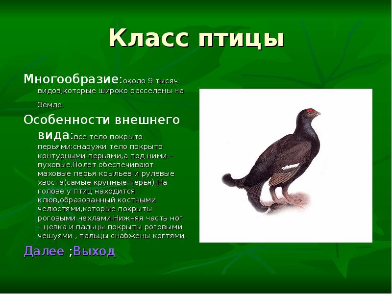 Проект про птиц 7 класс биология