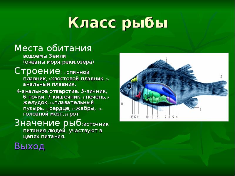 Класс рыбы презентация 7 класс биология презентация