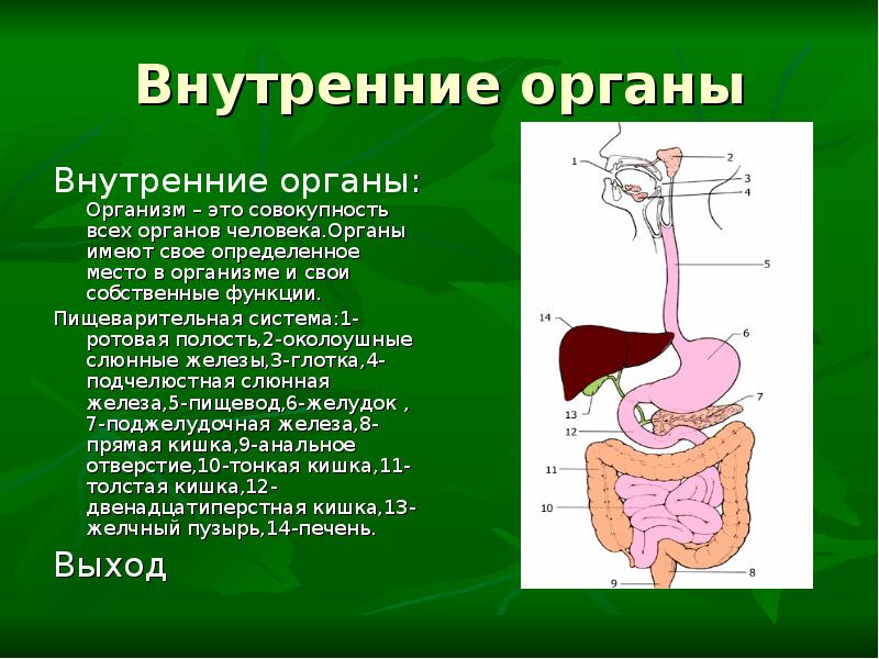 Органом имеющим. Внутренние органы. Внутренние органы это определение. Внутренние органы это в биологии. Понятие о внутренних органах.