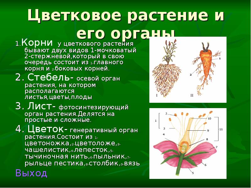 Осевые органы растений. Цветковое растение и его. Корни цветкового растения. Цветковые растения доклад. Доклад цветковые растения 5 класс.