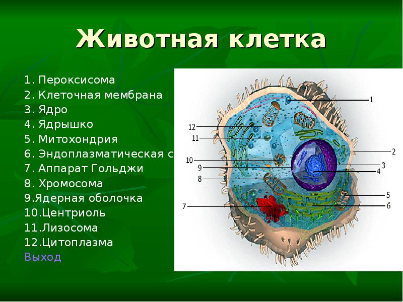 Животное в 1 клетку 5. Животная клетка. Строение клетки животного. Строение животной клетки. Ядро клетки животного.