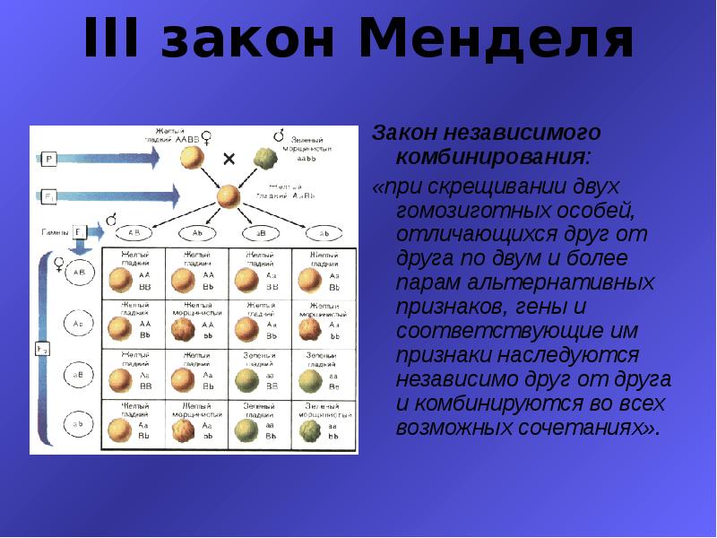 1 и 2 законы менделя презентация