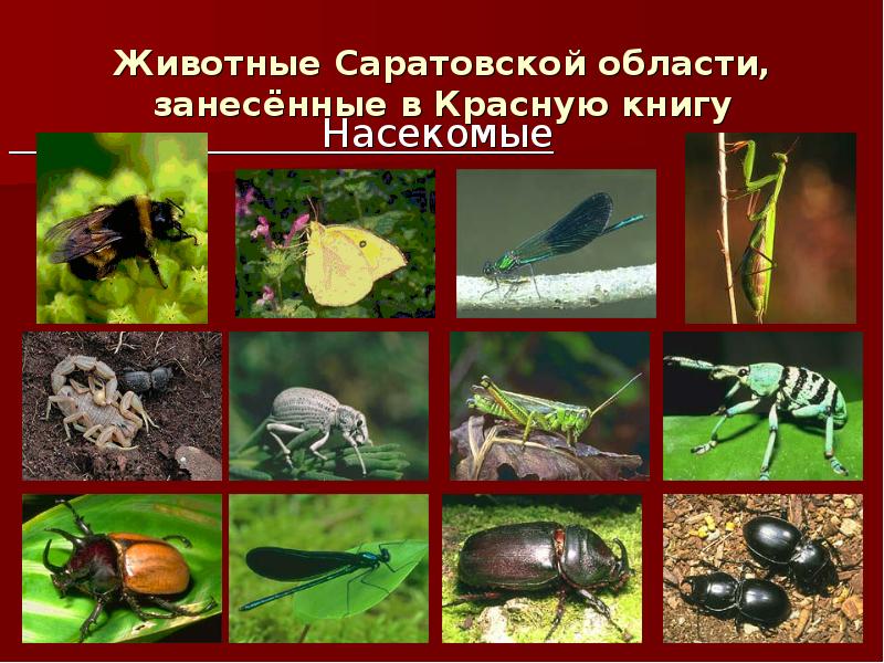 Красная книга саратовской области фото