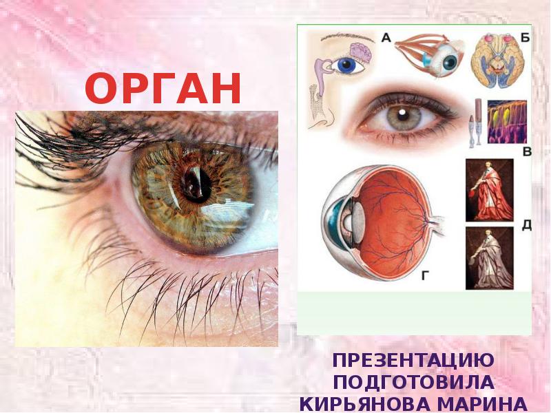 Орган зрения презентация