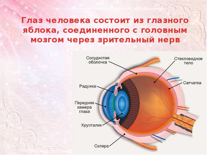 Орган зрения анатомия презентация