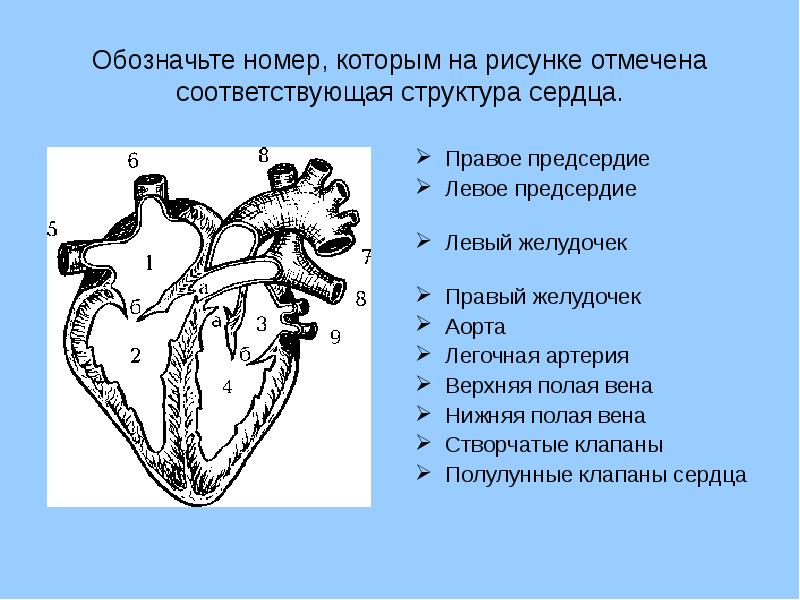 Обозначите на схеме части сердца цифрами