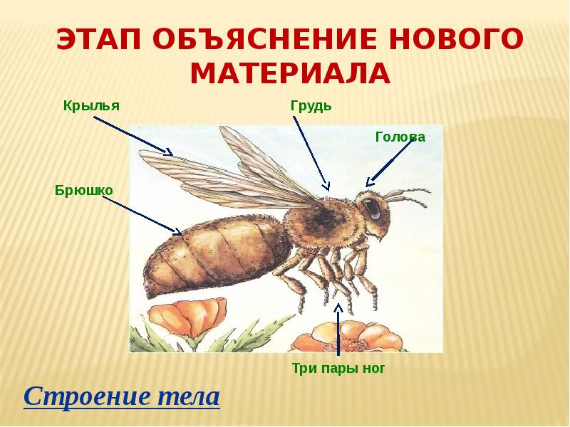 Три пары конечностей имеется у. Голова грудь брюшко строение. голова грудь брюшко три пары конечностей. тело состоит из головы груди и брюшка. тело имеет три отдела: голову, грудь, брюшко.