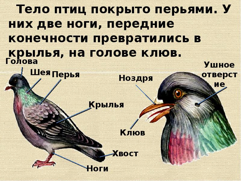 У птиц различают перья. Части тела птицы. Тело птиц покрыто перьями. Форма тела птиц. Части головы птицы.