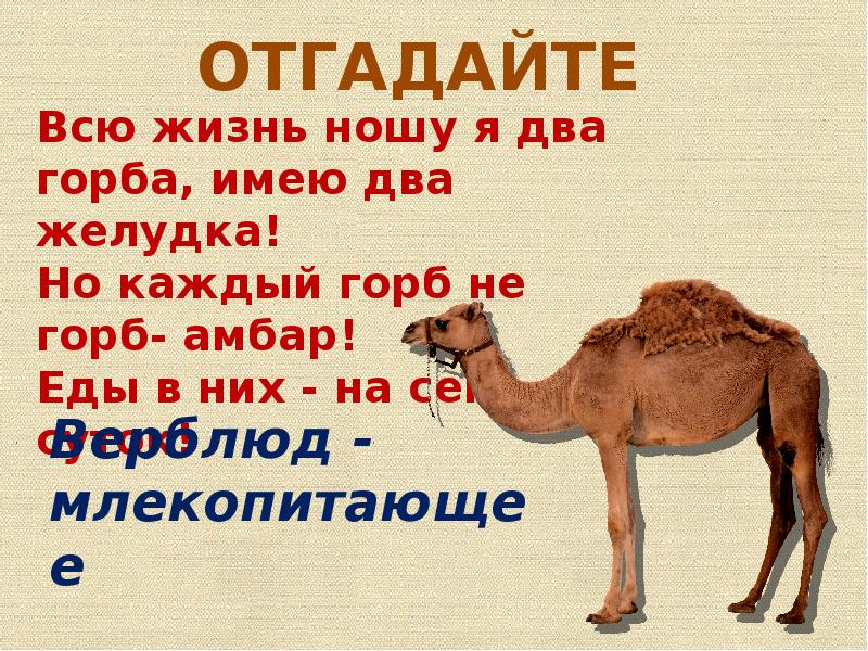 Интересные факты о верблюде для дошкольников. Для чего верблюду нужен горб. Жир верблюжьего горба. Интересные факты о верблюдах. Почему у верблюда жир в горбу.