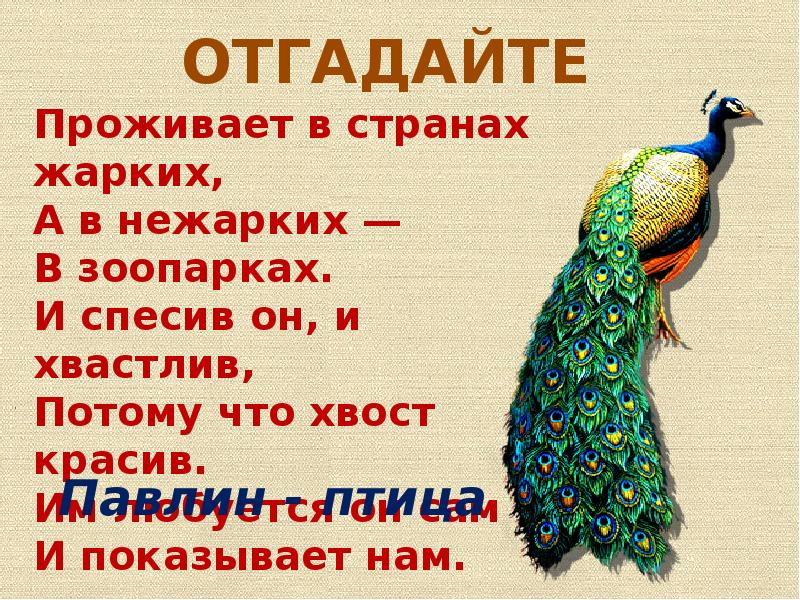 Угадай живу. Загадка про павлина для детей. Павлин загадка. Стих про павлина для детей. Загадка о Павлине.