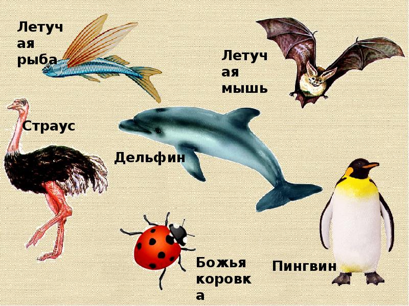 Птицы рыбы предложение. Название животных и птиц рыб. Рыба птица. Птицы и мелкие млекопитающие. Млекопитающие птицы названия.