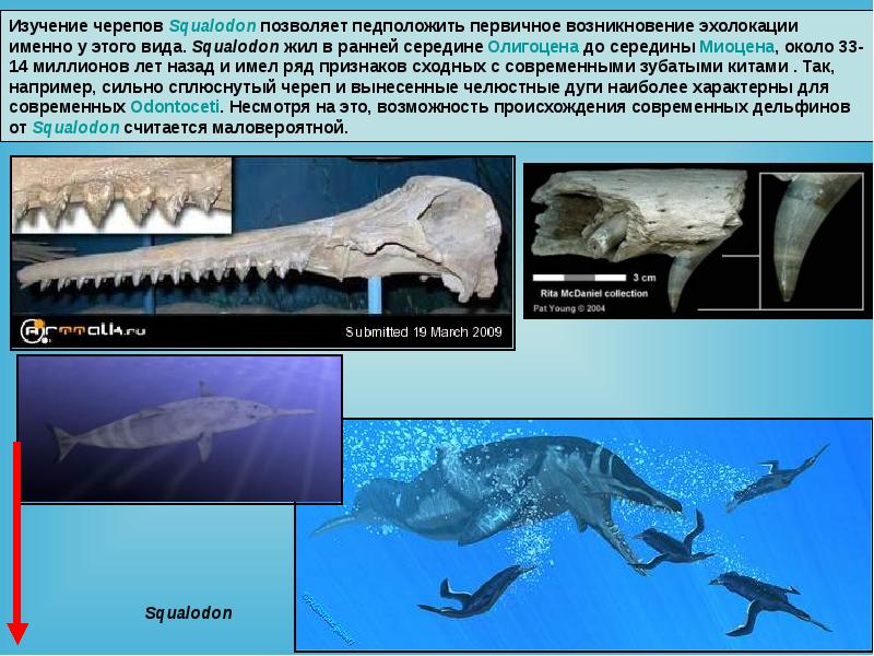 Водные млекопитающие презентация