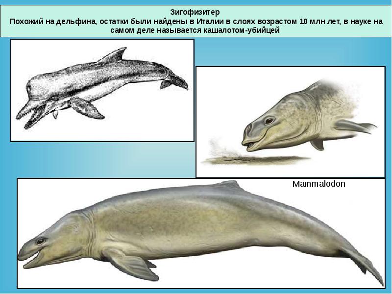 Презентация водные млекопитающие 7 класс