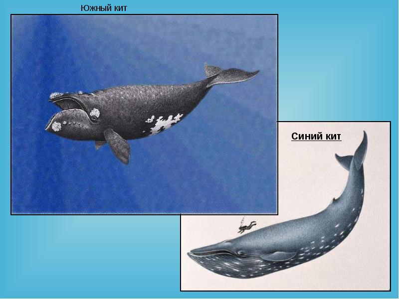 Водные млекопитающие презентация