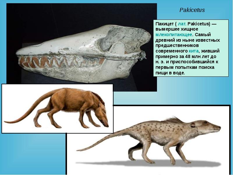 Вымершие млекопитающие презентация - 91 фото
