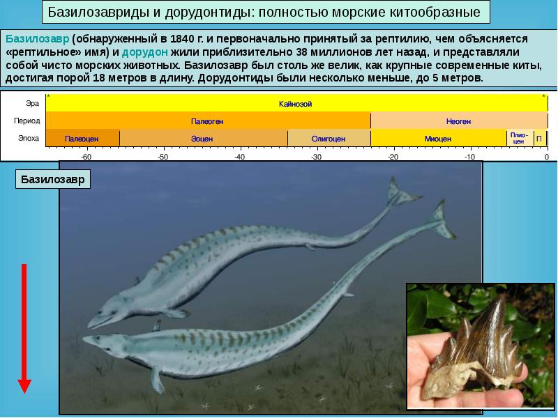 Водные млекопитающие презентация