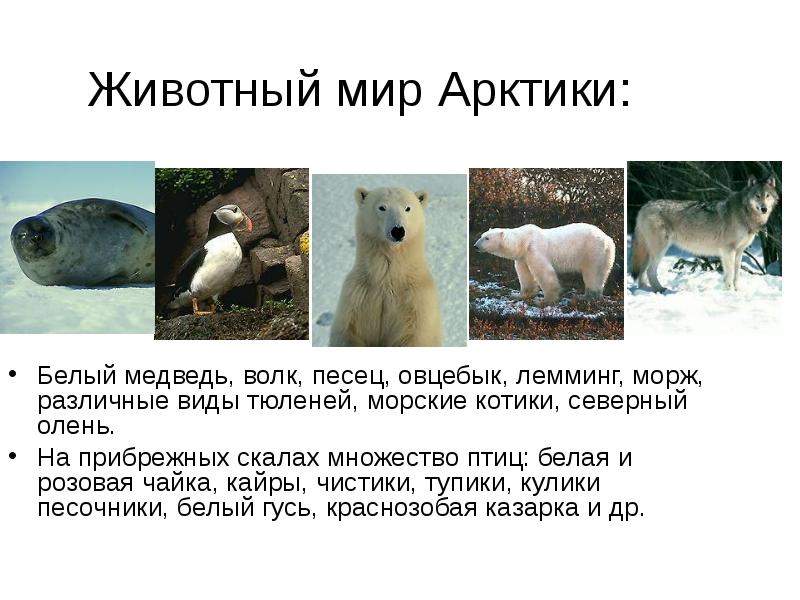 Животный мир Арктики: Белый медведь, волк, песец, овцебык, лемминг, морж, различные