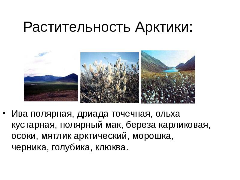 Растительность Арктики: Ива полярная, дриада точечная, ольха кустарная, полярный мак, береза