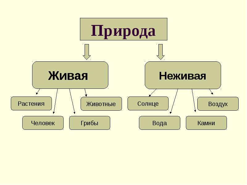 Картинки Связь Между Живой И Неживой Природой