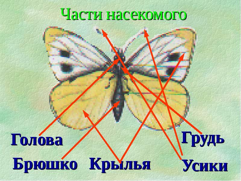 Проект насекомые 1 класс