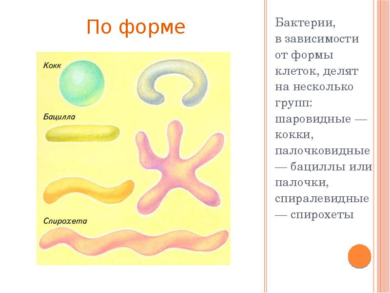 Формы бактерий презентация