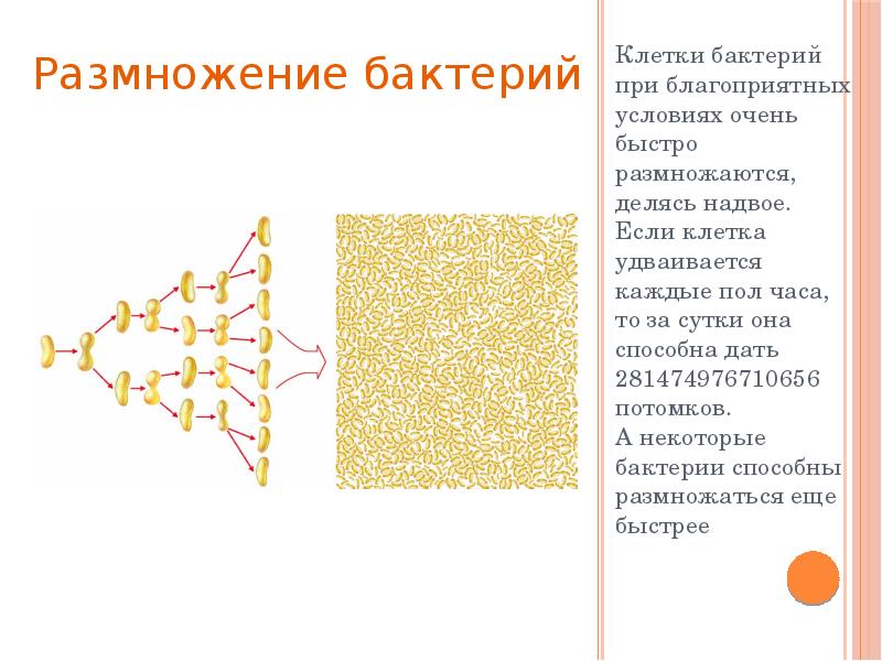 Размножение бактерий презентация