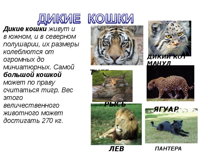 Дикие кошки презентация