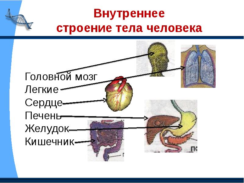 Развитие организма человека 8 класс презентация