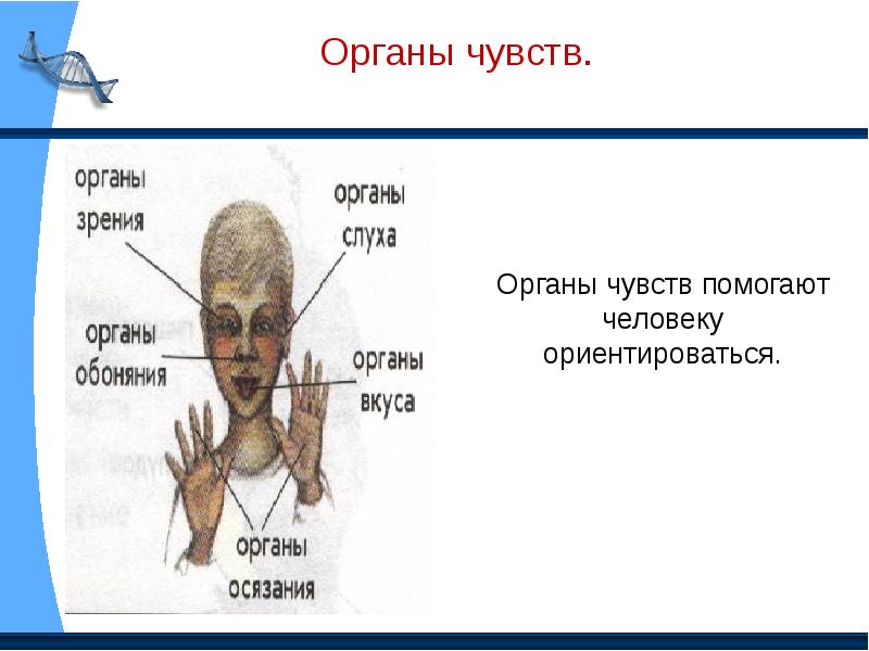 Организм человека проект