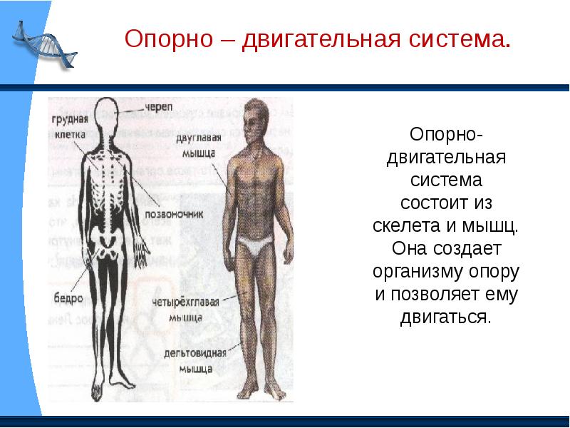 Организм человека проект