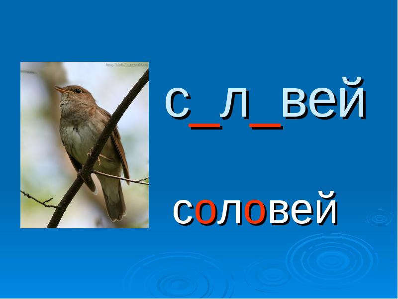 Соловей словарное слово или нет. Словарная работа Соловей. Соловей словарное слово. Словарное слово Соловей в картинках.