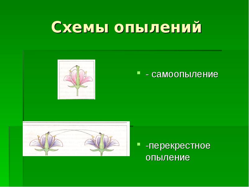 Самоопыление. Самоопыление и перекрестное опыление. Опыление схема. Схема перекрестного опыления. Схема самоопыления.