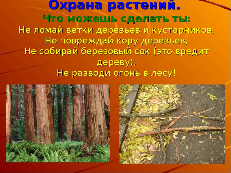 Охрана растений презентация 3 класс окружающий мир плешаков презентация и конспект