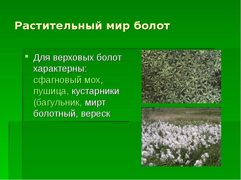 Растительный мир болот Для верховых болот характерны: сфагновый мох, пушица, кустарники