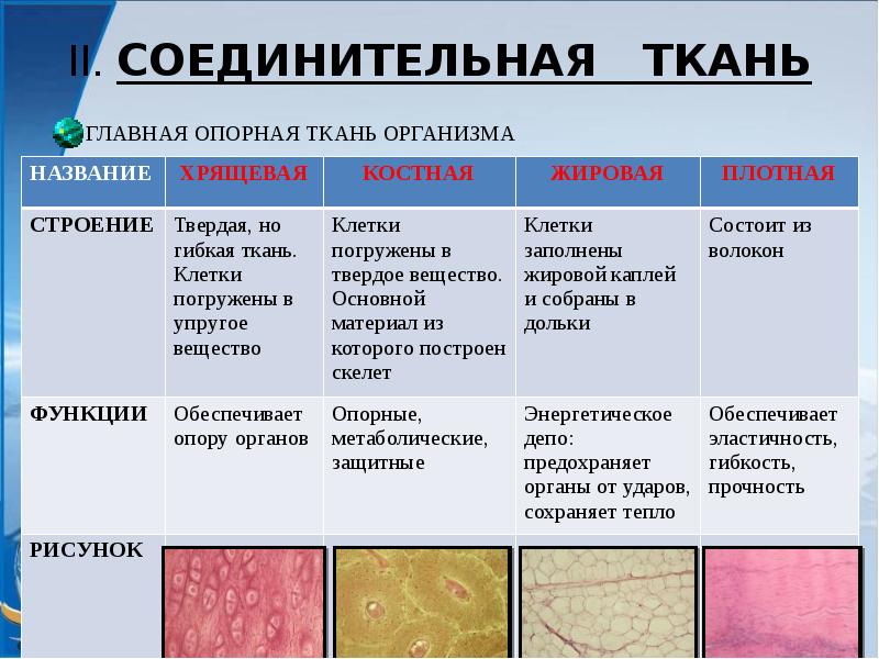 Ткани человека презентация