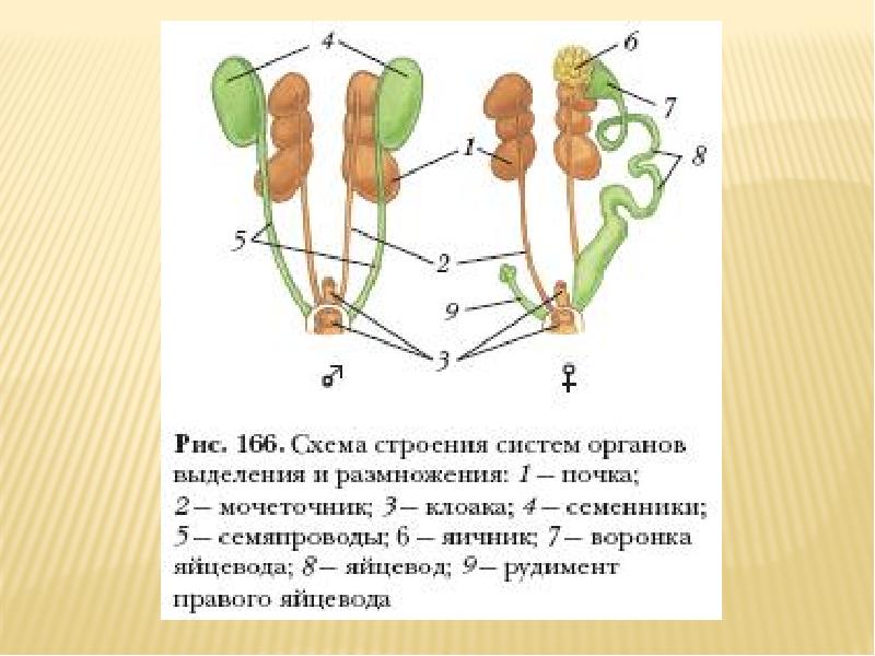 Строение размножения. Схема строения систем органов выделения. Выделительная система птиц схема. Схема строения систем органов размножения птиц. Выделительная система и размножение птиц.