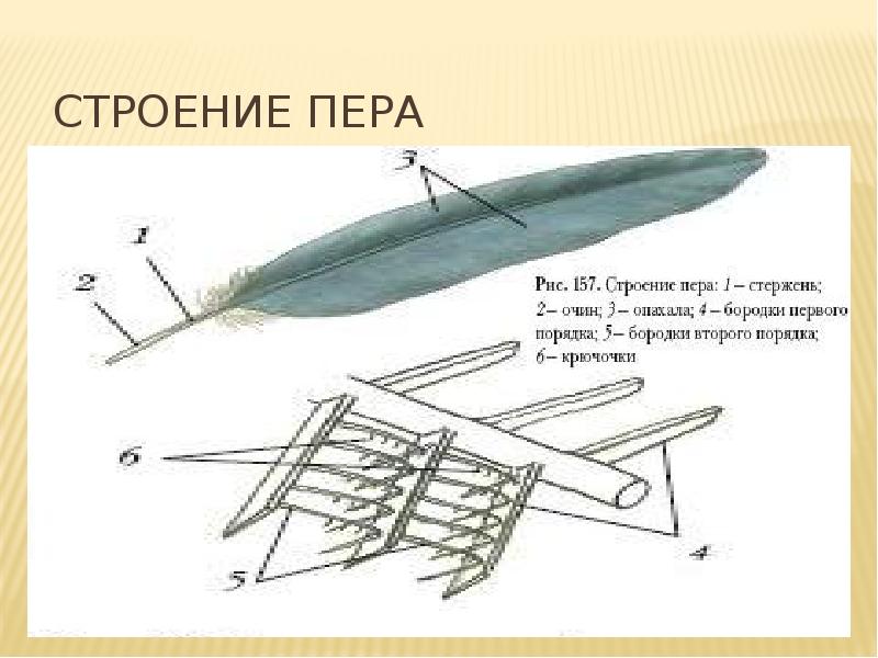 Схема строения пера