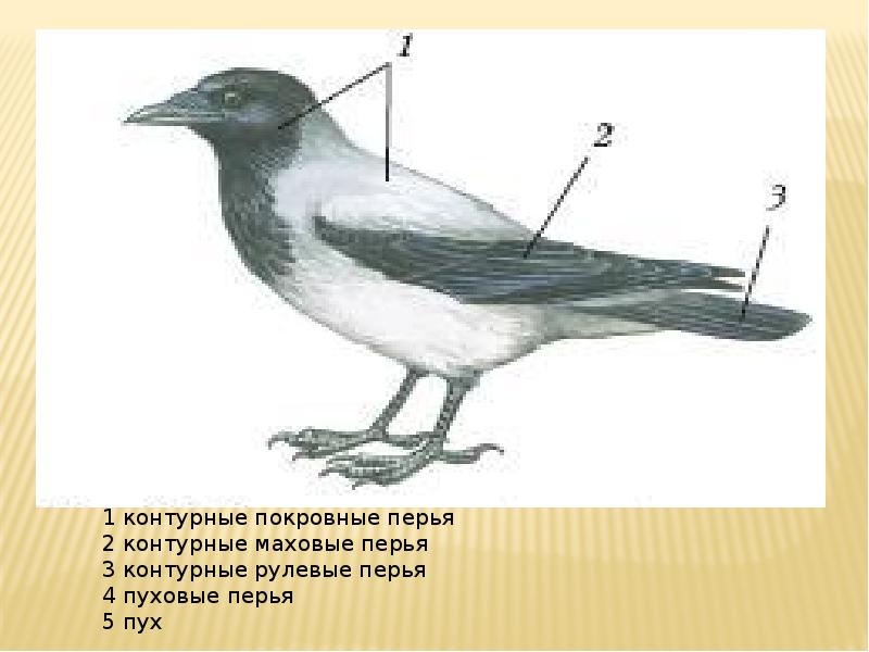 Схема ворона 1 класс